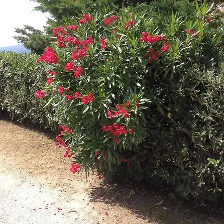 In 2 To 4 Persons With Large Private Garden Sole Apartamento Capoliveri (Isola d'Elba)